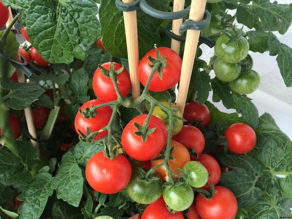 Tomato Planting Frequently Asked Questions (FAQs)