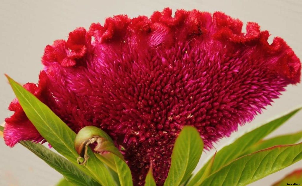 Growing Cockscomb In Pots, Planting Guide