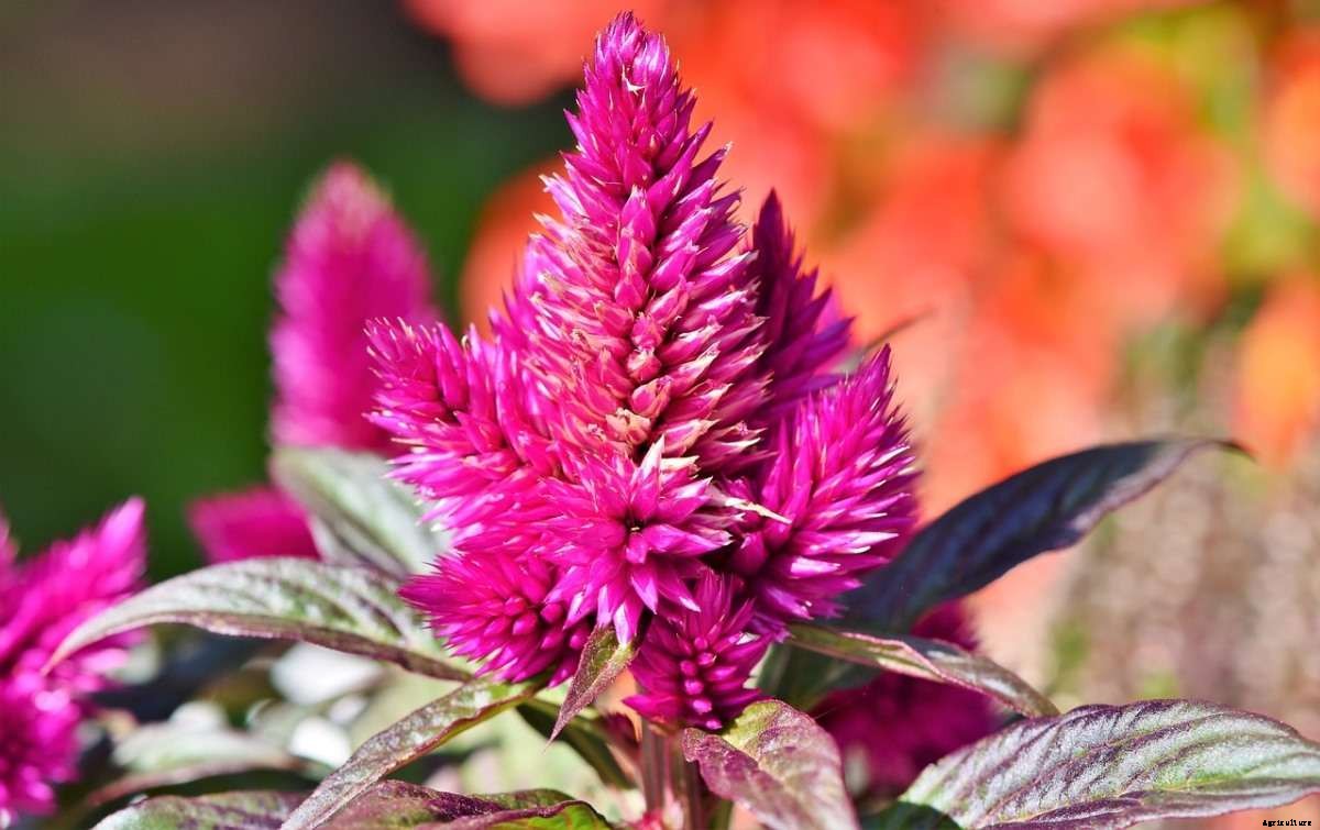 Growing Cockscomb In Pots, Planting Guide