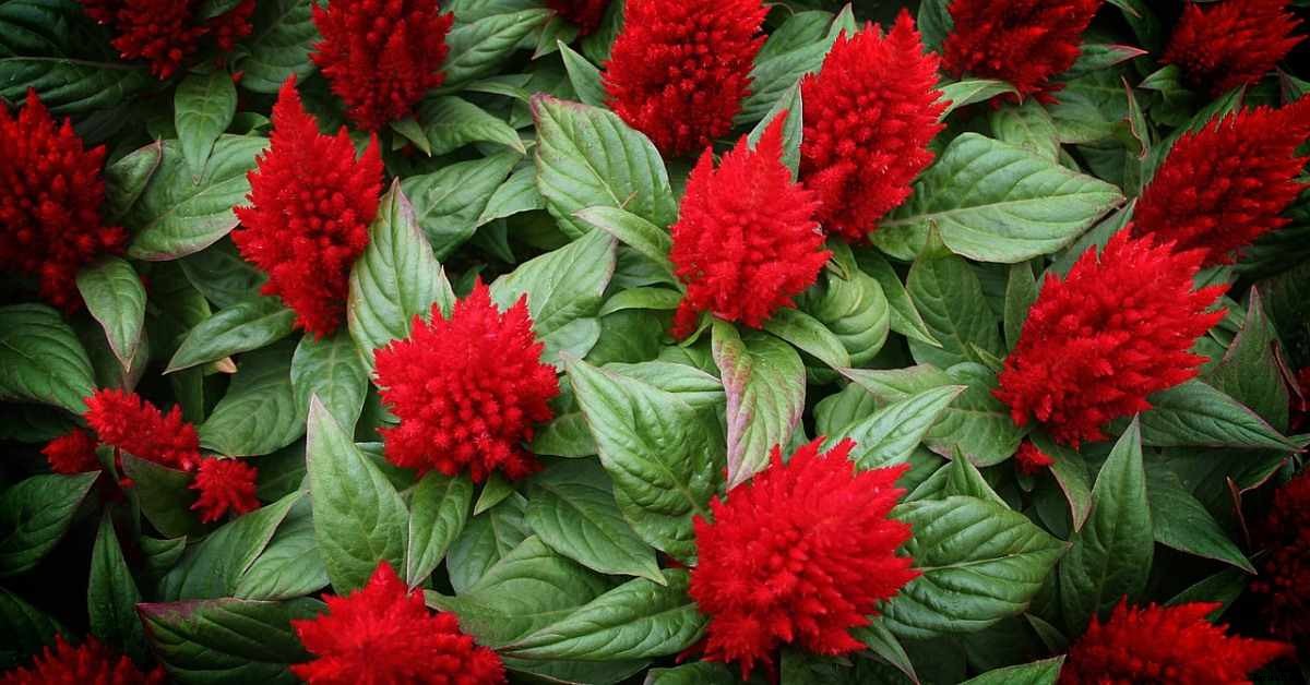 Growing Cockscomb In Pots, Planting Guide