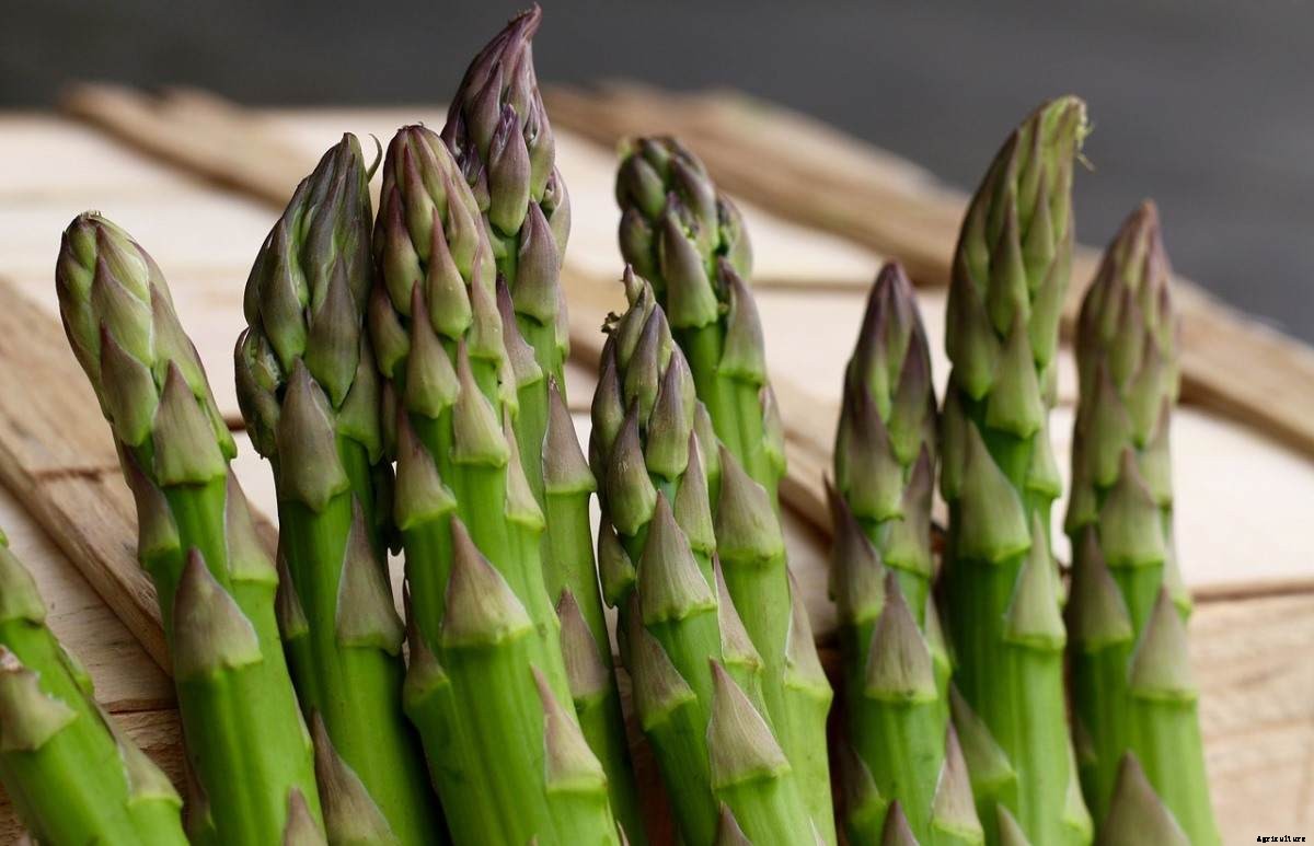 Growing Vegetables In Portugal – Planting Calendar