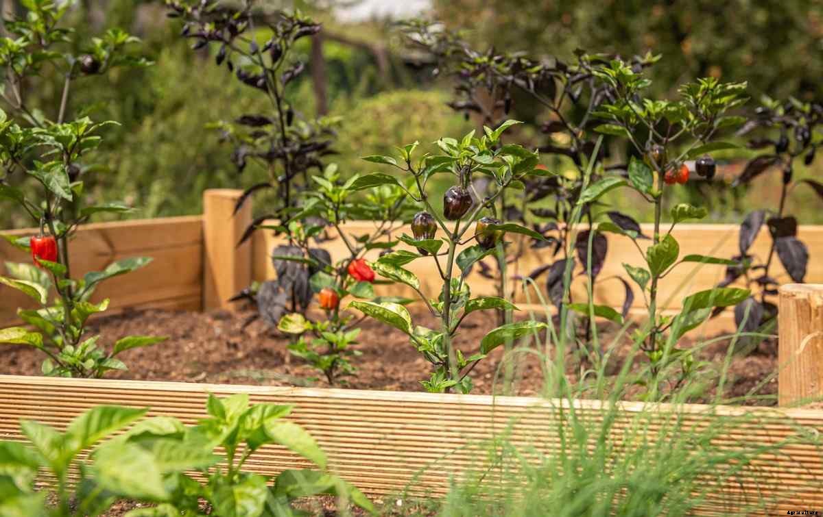 Raised Bed Gardening Frequently Asked Questions