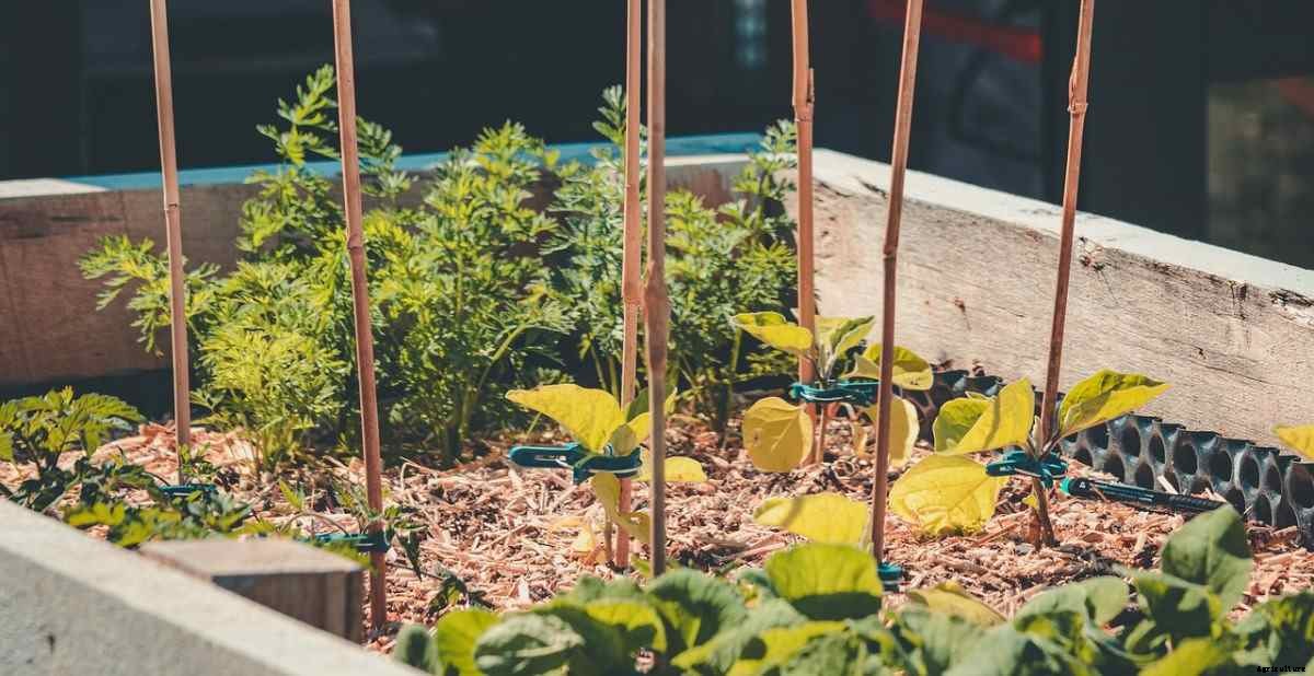 Raised Bed Gardening Frequently Asked Questions