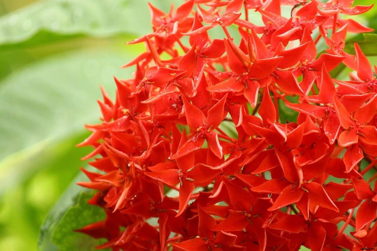 Growing Ixora In Pots – Planting Guide