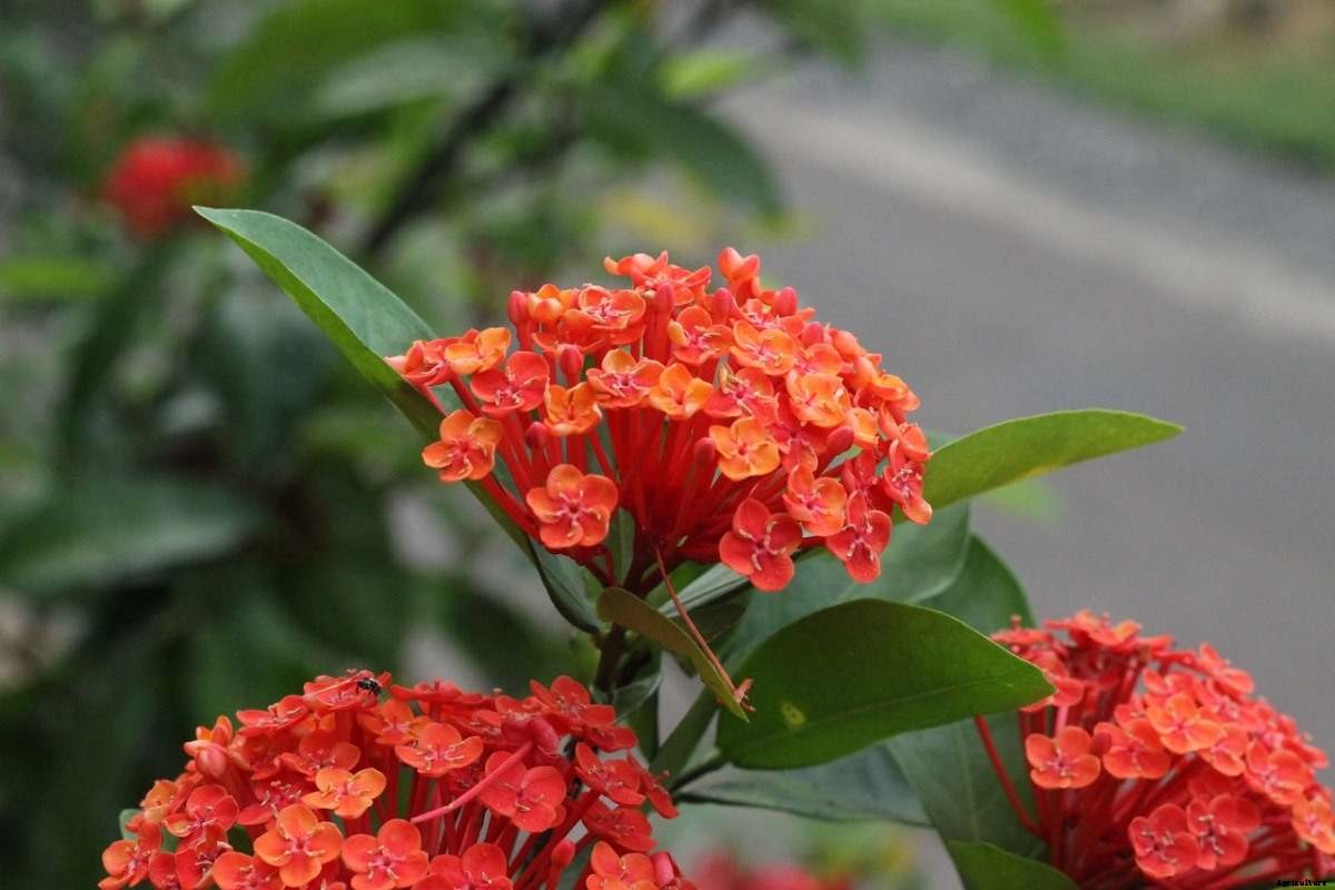 Growing Ixora In Pots – Planting Guide
