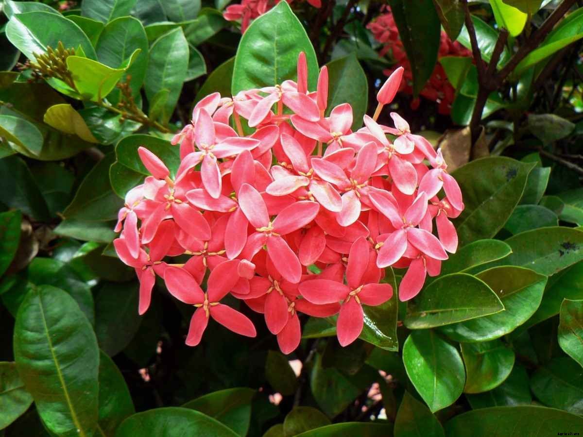 Growing Ixora In Pots – Planting Guide