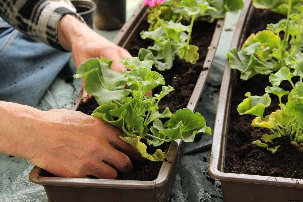 Balcony Gardening Frequently Asked Questions (FAQs)