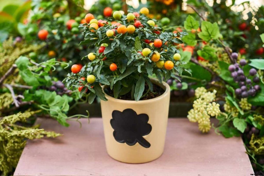 Container Gardening Frequently Asked Questions