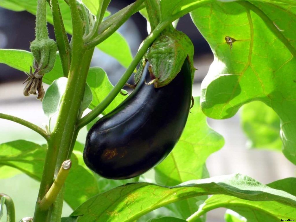 Growing Vegetables In Texas – Planting Calendar