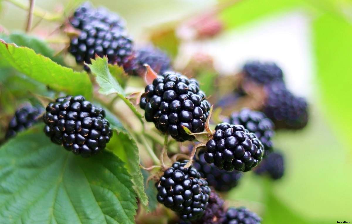 Blackberry Growing Tips, Techniques, and Secrets