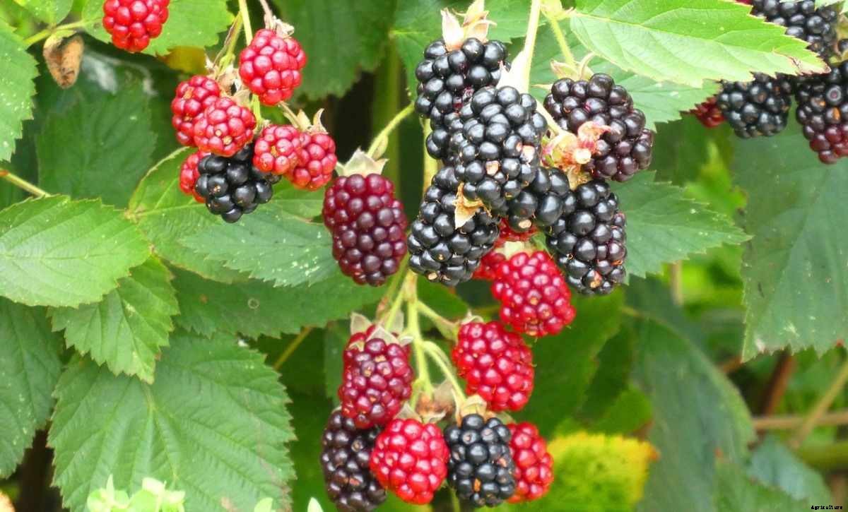 Blackberry Growing Tips, Techniques, and Secrets