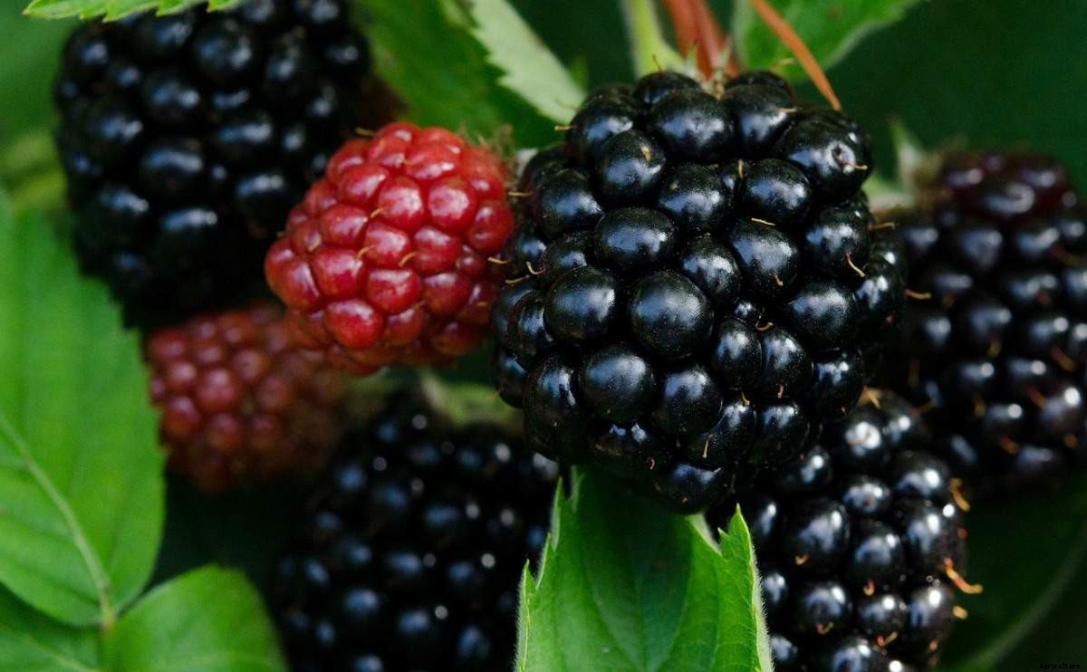 Blackberry Growing Tips, Techniques, and Secrets