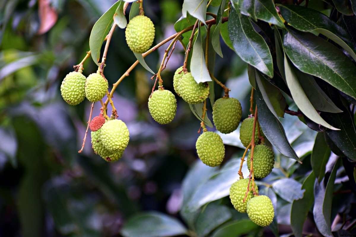 Lychee Growing Tips, Techniques, Ideas, and Secrets