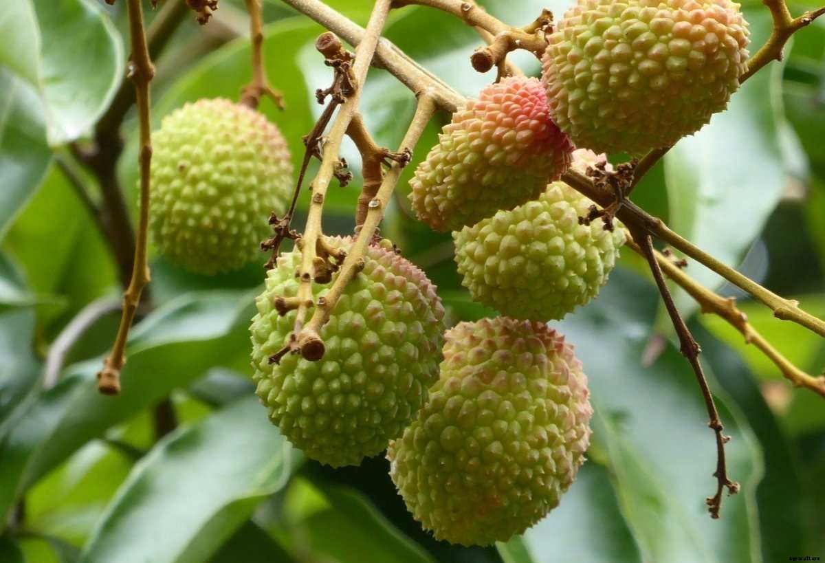 Lychee Growing Tips, Techniques, Ideas, and Secrets