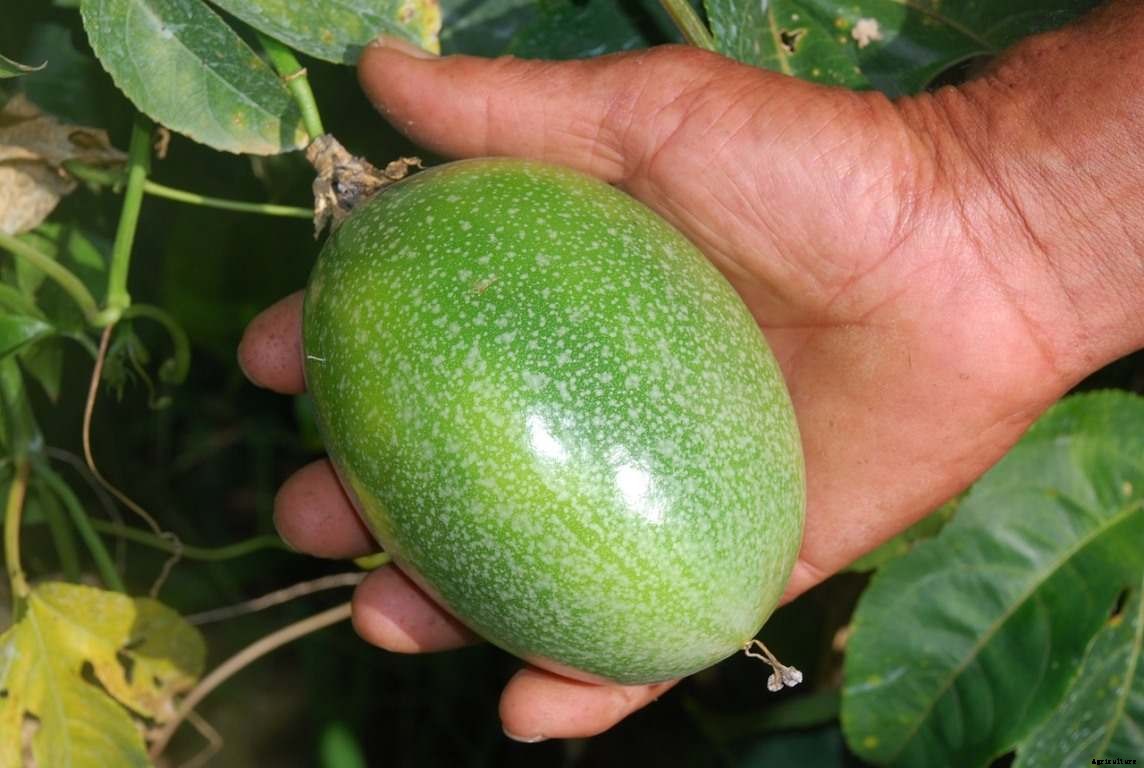 Passion Fruit Growing Tips, Techniques, and Secrets