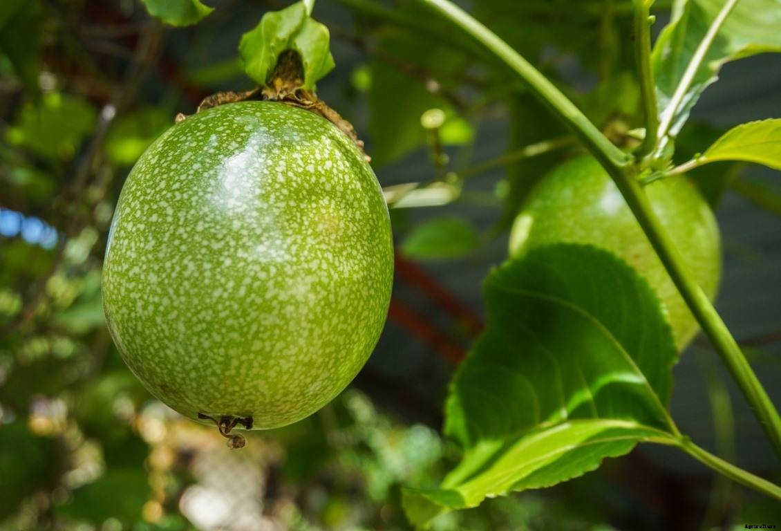 Passion Fruit Growing Tips, Techniques, and Secrets