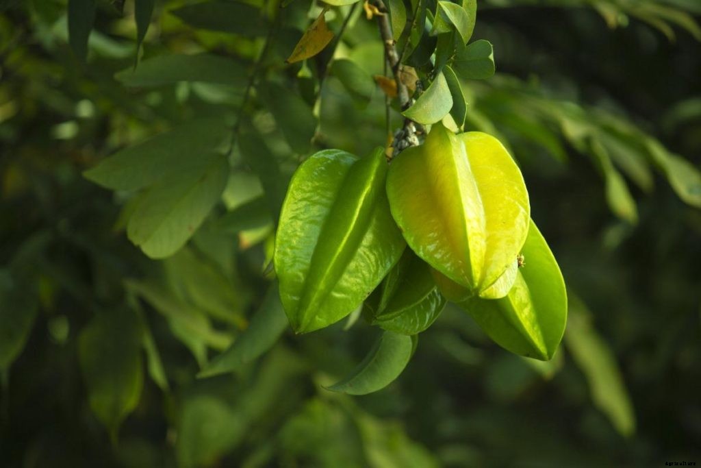 Star Fruit Growing Tips, Hints, Techniques, Secrets
