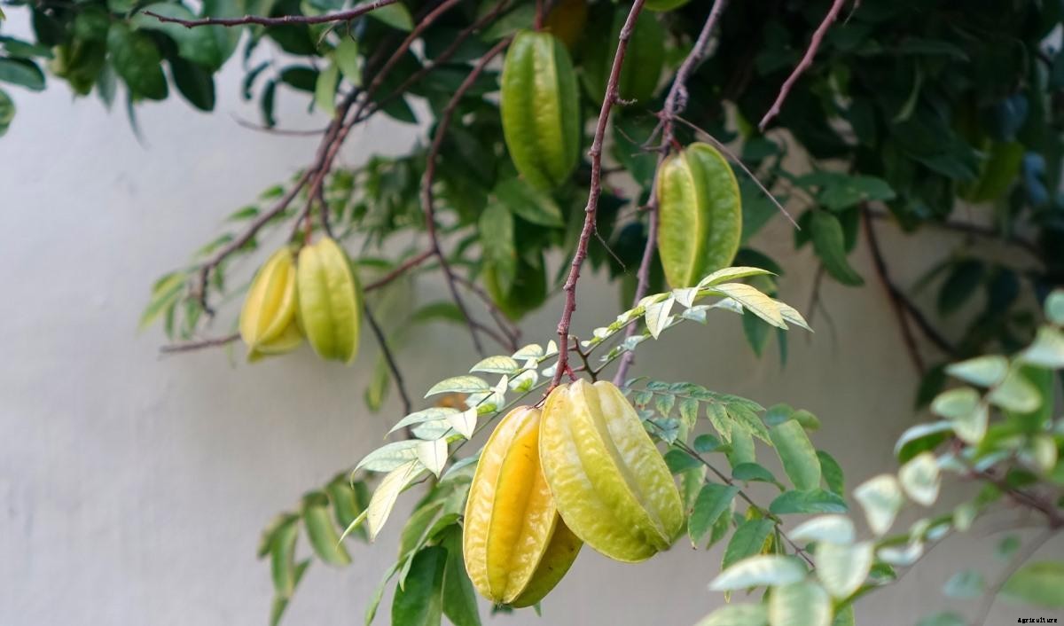 Star Fruit Growing Tips, Hints, Techniques, Secrets