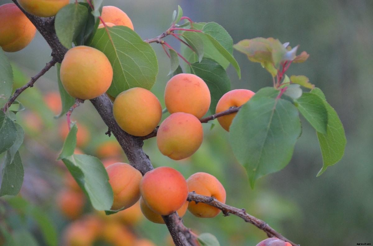 Apricot Growing Tips, Techniques, Ideas, and Secrets