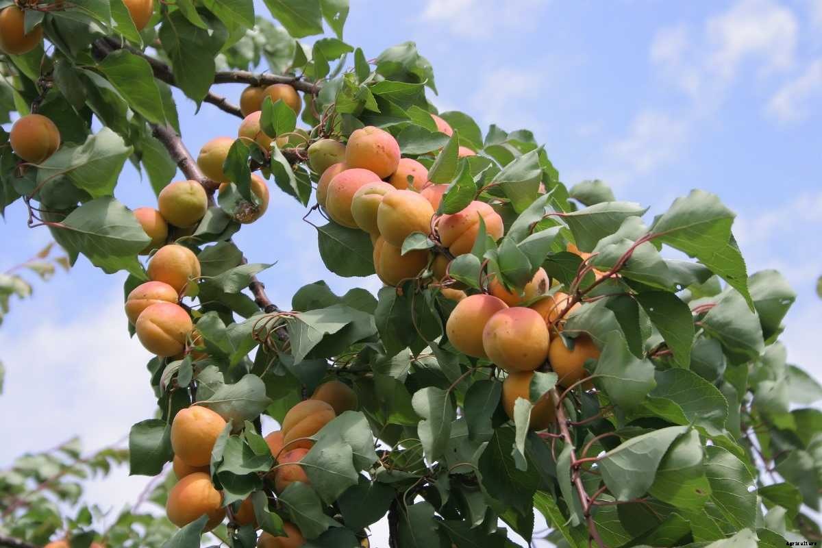 Apricot Growing Tips, Techniques, Ideas, and Secrets
