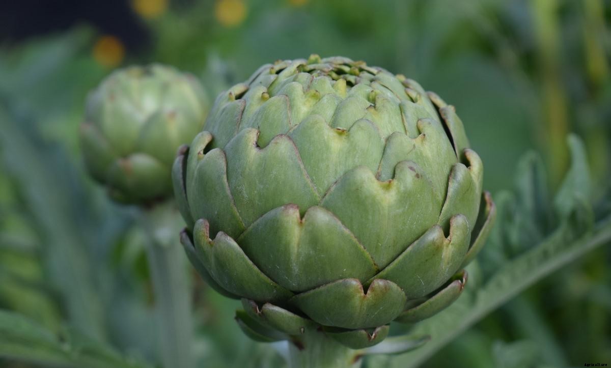 Artichoke Growing Tips, Techniques, and Secrets