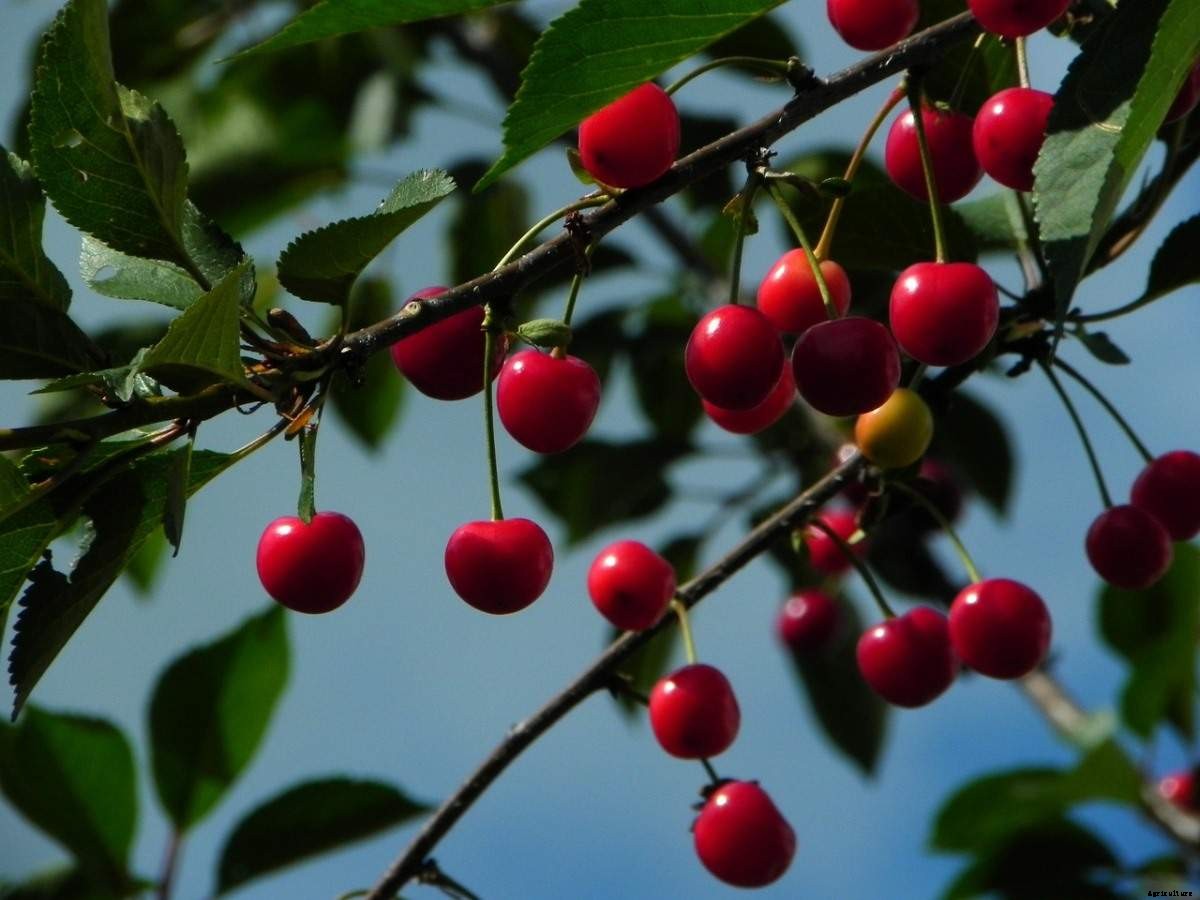 Cherry Growing Tips, Techniques, Ideas, and Secrets