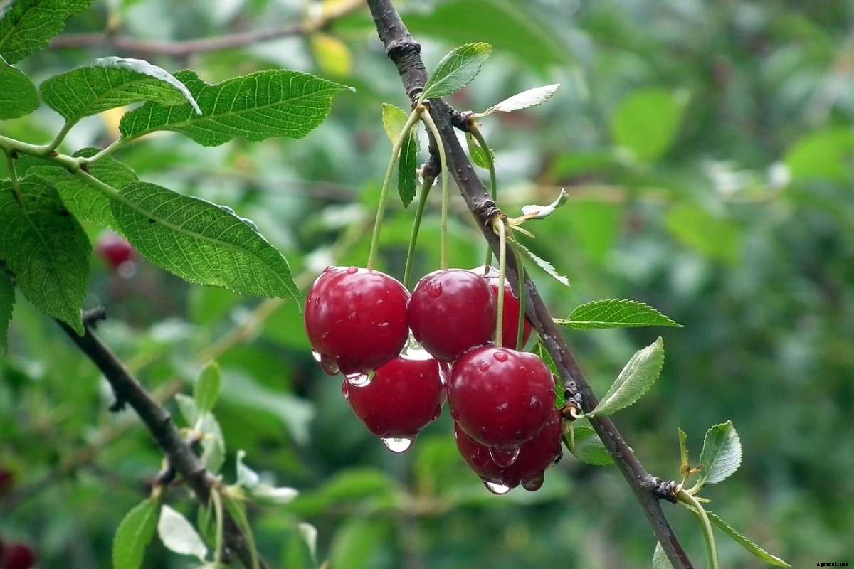 Cherry Growing Tips, Techniques, Ideas, and Secrets