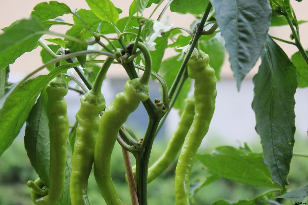 Growing Vegetables In Telangana, Planting Calendar