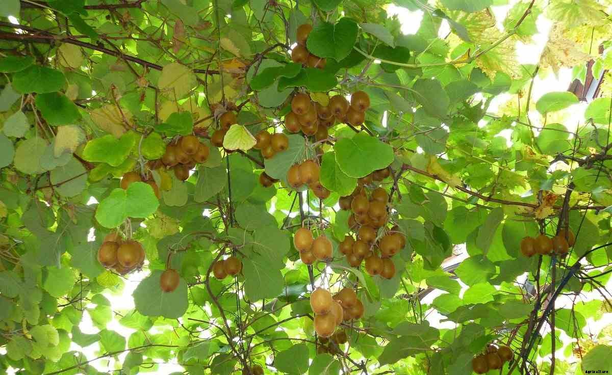 Kiwifruit Growing Tips, Ideas, Techniques, Secretes