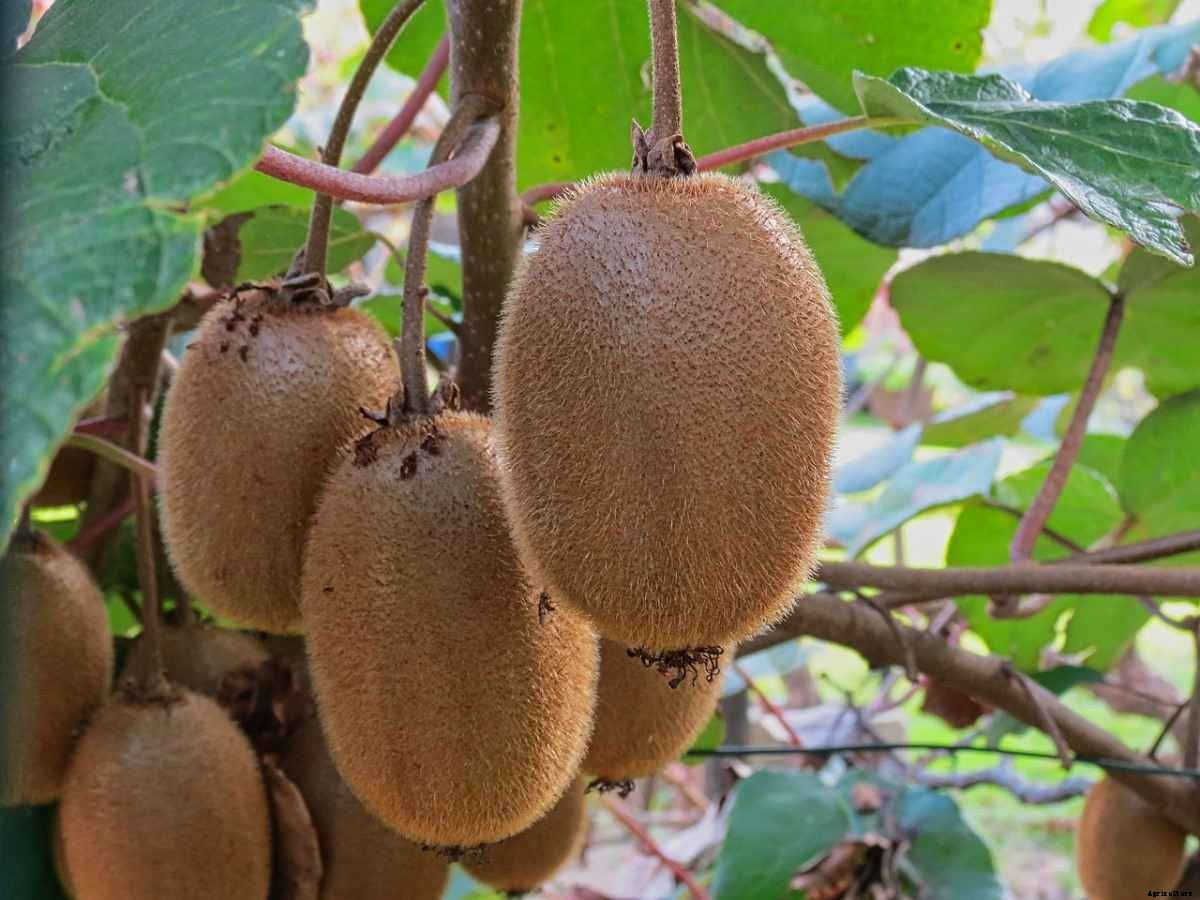 Kiwifruit Growing Tips, Ideas, Techniques, Secretes