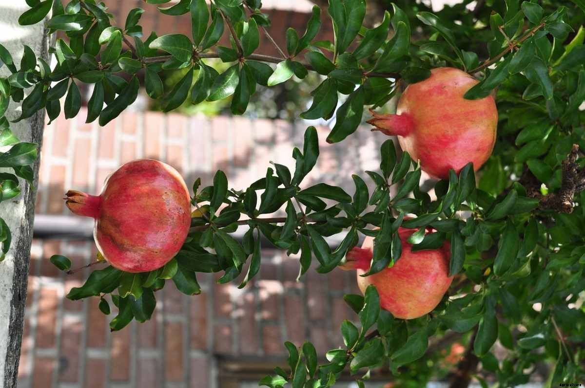 Pomegranate Growing Tips,  Ideas, Techniques, Secrets