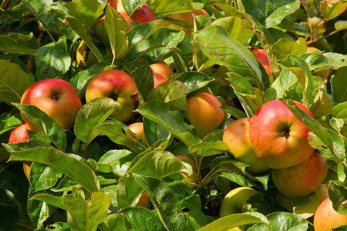 Apple Tree Growing Tips, Ideas, and Secrets