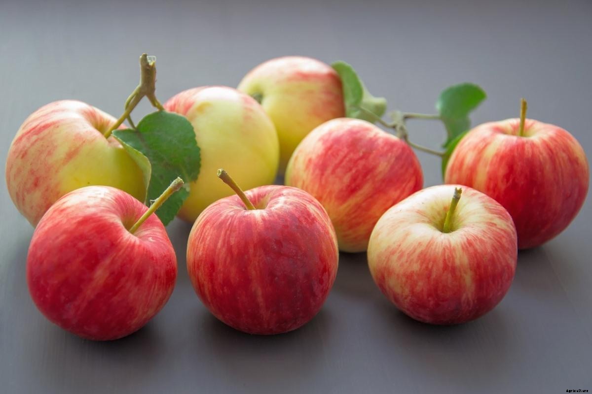 Apple Tree Growing Tips, Ideas, and Secrets