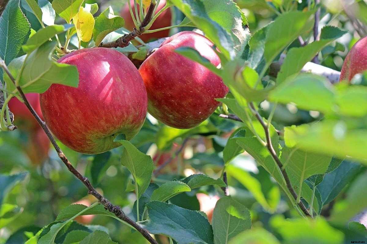 Apple Tree Growing Tips, Ideas, and Secrets