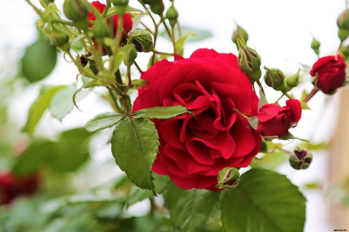 Rose Plant Growing Tips, Ideas, Techniques, Secrets