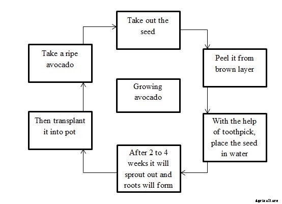 Avocado Growing Tips, Ideas, Secrets, and Techniques