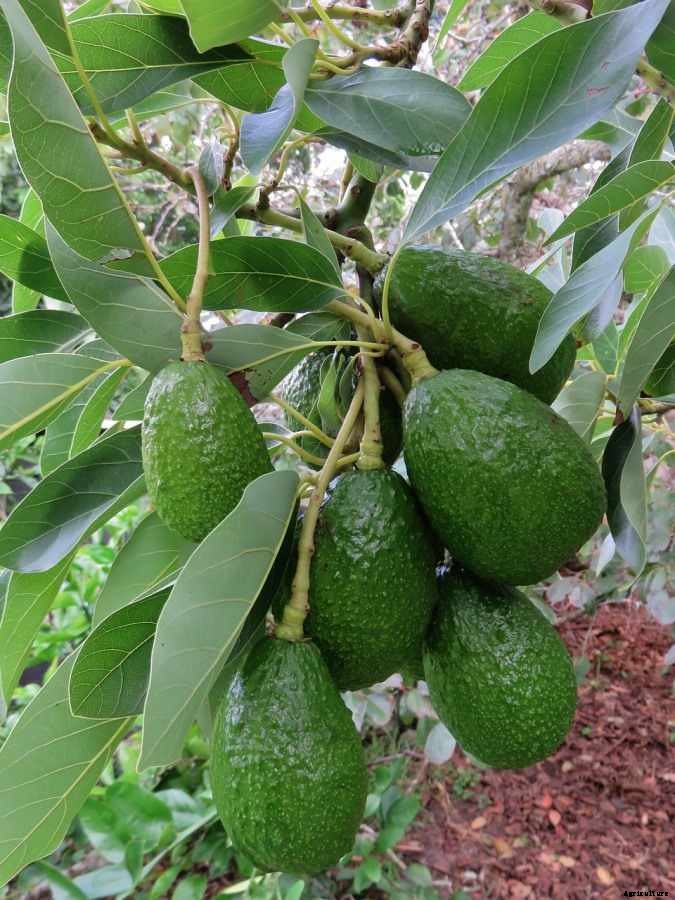 Avocado Growing Tips, Ideas, Secrets, and Techniques