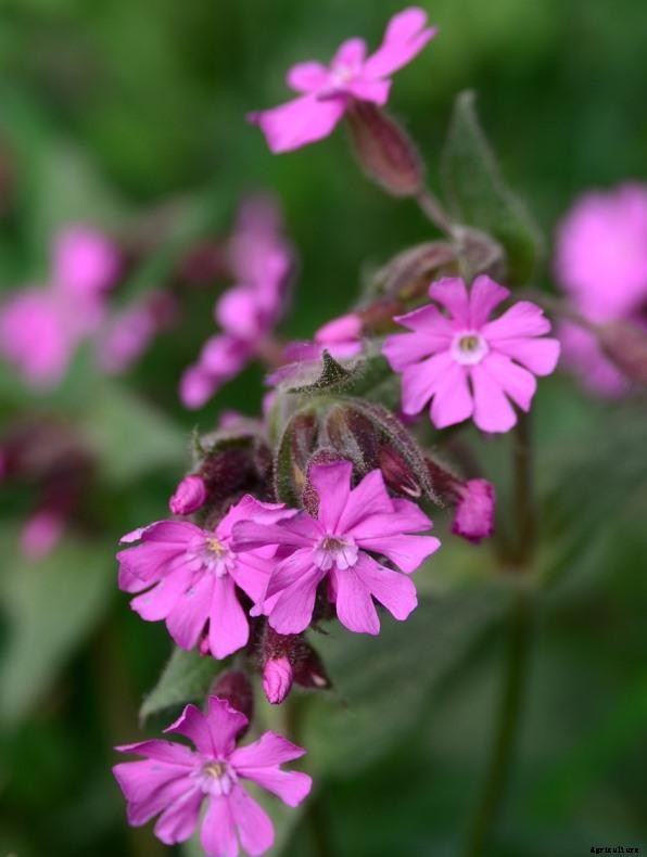 Growing Red Campion – A Full Planting Guide