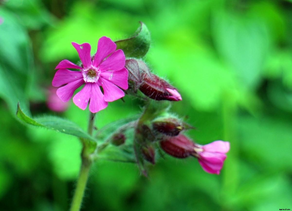 Growing Red Campion – A Full Planting Guide