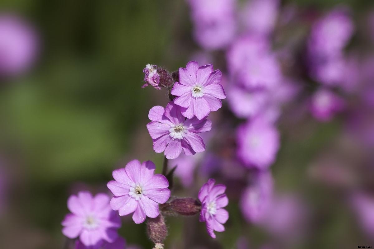 Growing Red Campion – A Full Planting Guide
