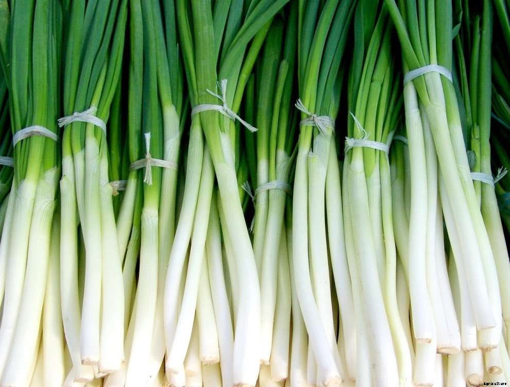 Growing Vegetables In Japan – Planting Calendar