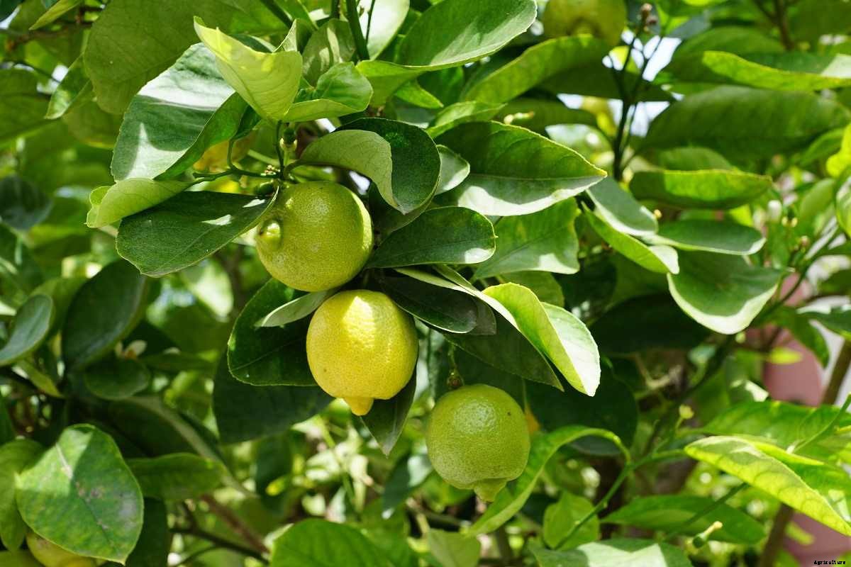Lemon Growing Tips, Ideas, Secrets, and Techniques