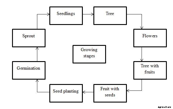 Lemon Growing Tips, Ideas, Secrets, and Techniques