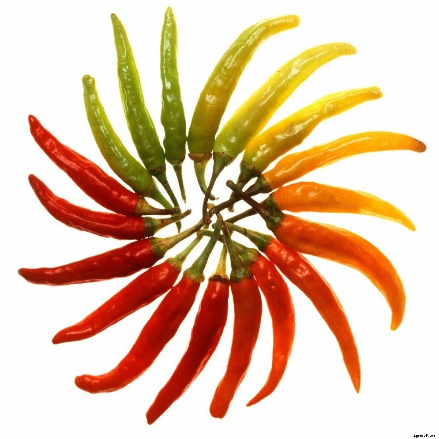 Growing Vegetables in the Philippines – Calendar