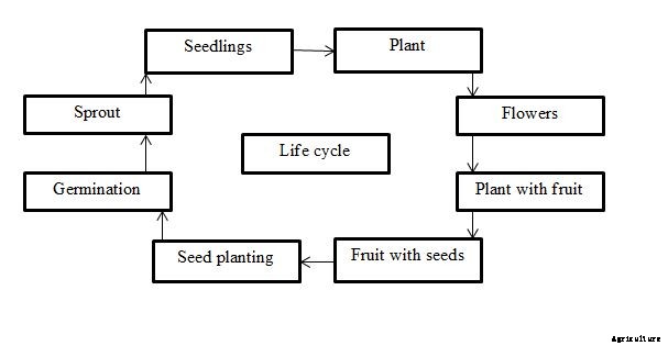 Bitter Gourd Growing Tips, Tricks, Ideas, and Secrets