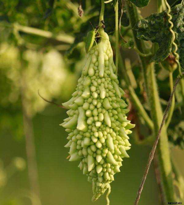 Bitter Gourd Growing Tips, Tricks, Ideas, and Secrets