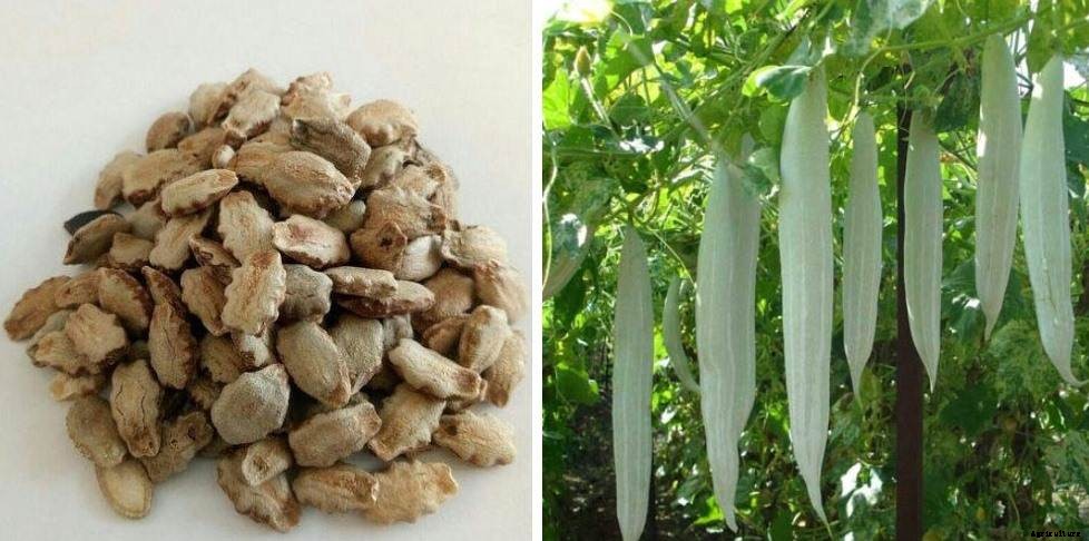 Snake Gourd Growing Tips, Ideas, Tricks, and Secrets