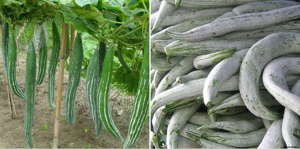 Snake Gourd Growing Tips, Ideas, Tricks, and Secrets