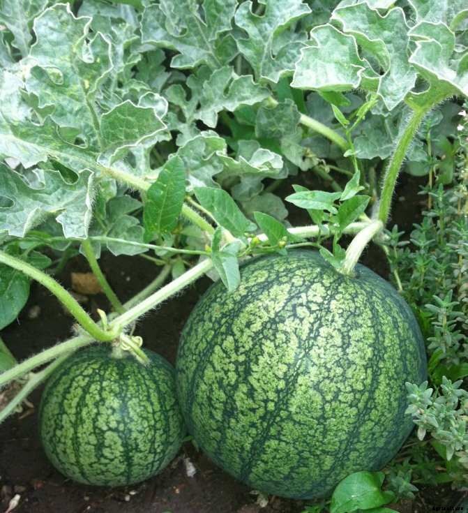 Watermelon Growing Tips, Tricks, Ideas, and Secrets
