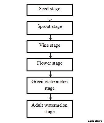 Watermelon Growing Tips, Tricks, Ideas, and Secrets